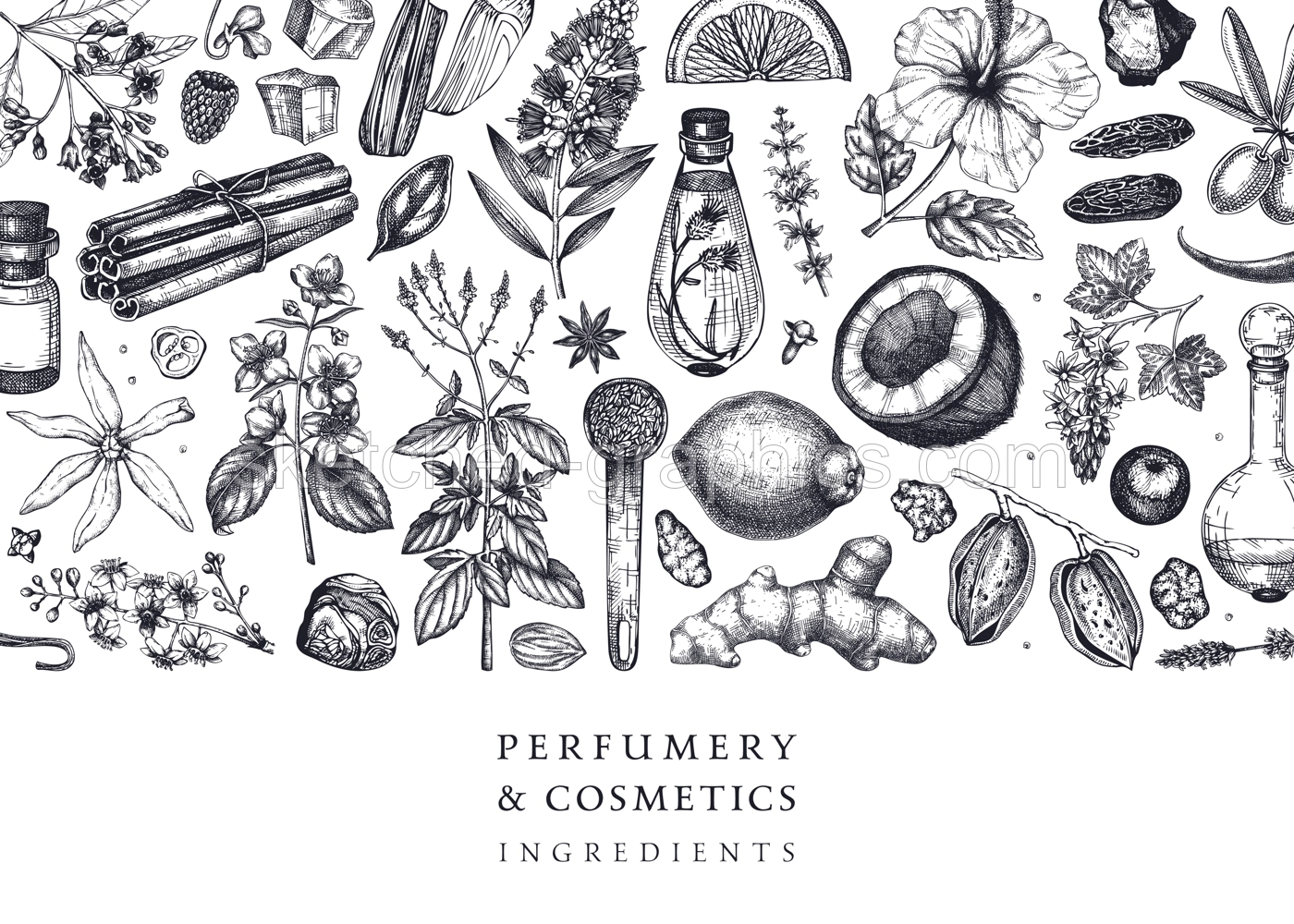 Aromatic plants background. Perfumery ingredients banner. Flower, fruit, spice, herb sketches. Hand drawn vector illustration. Cosmetics packaging design template.  Illustration